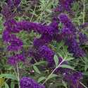 Black Knight Butterfly Bush