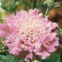 1GP Pink Mist Pincushion Flower