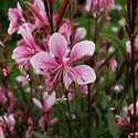1GP Passionate Blush Gaura