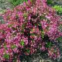 Minuet Weigela