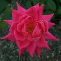 8DP Pink Double Knock Out Rose