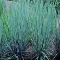 Bluestem Prairie Blues #1