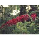 #3 Royal Red Butterfly Bush