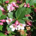 Polka Weigela