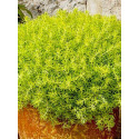 1-Quart Lemon Ball Sedum