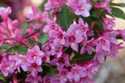 Sonic Bloom Pink Weigela