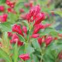 Sonic Bloom Red Weigela
