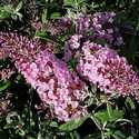 #1 Pink Delight Butterfly Bush