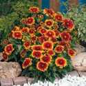 1gp Arizona Sun Blanket Flower