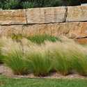 #1 Mexican Feather Grass
