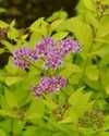 #2 Goldmound Spiraea