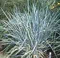 Blue Dune Lyme Grass #3 Pot