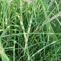 #3 Little Zebra Maiden Grass