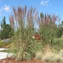 #3 Hardy Pampas Grass
