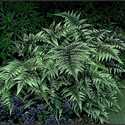 #1 Japanese Painted Fern