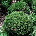 Boxwood Wintergreen #5 Pot