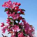 #5 Prairifire Flowering Crabapple