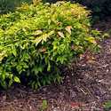 #2 Firepower Dwarf Nandina