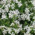 Creeping White Phlox #1