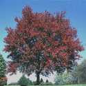 #5 Autumn Flame Maple