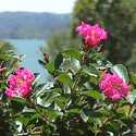 #3 Pocomoke Crapemyrtle