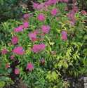 #1 Red Lace Spiraea
