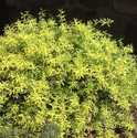 Gold Thread Spiraea 3dp