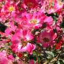 8dp Pink Drift Rose