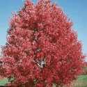 #15 October Glory Red Maple