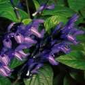 Black And Blue Salvia #1