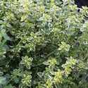 Quart Lemon Thyme