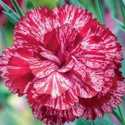 Bloom-A-Thon Red Azalea #3 Pot