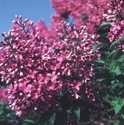 Purple Persian Lilac Tree