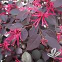3DP Cherry Blast Loropetalum