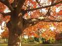 Autumn Flame Maple