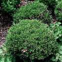 #1 Wintergreen Boxwood