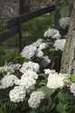 8dp Endless Summer Blushing Bride Hydrangea