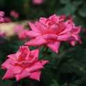 2dp Pink Double Knock Out Rose