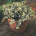 Euonymus Moonshadow #3 Pot