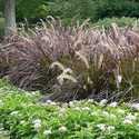 #1 Purple Fountain Grass