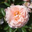 8 in Apricot Drift Rose