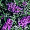 #1 Nanho Purple Compact Butterfly Bush