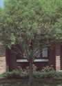 Globe Willow