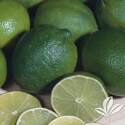 #8 Mexican Lime Tree