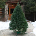 6-Foot To 8-Foot White Pine Live Christmas Tree