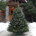 Christmas Tree Fraser Fir 9-10 Ft