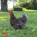 Blue Lace Gold Wyandotte Pullet - Each