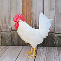 Ideal 236 Pullet - Each