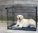 Lucky Dog ZW 51542 