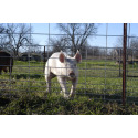 K & K VETERINARY SUPPLY KSM44 